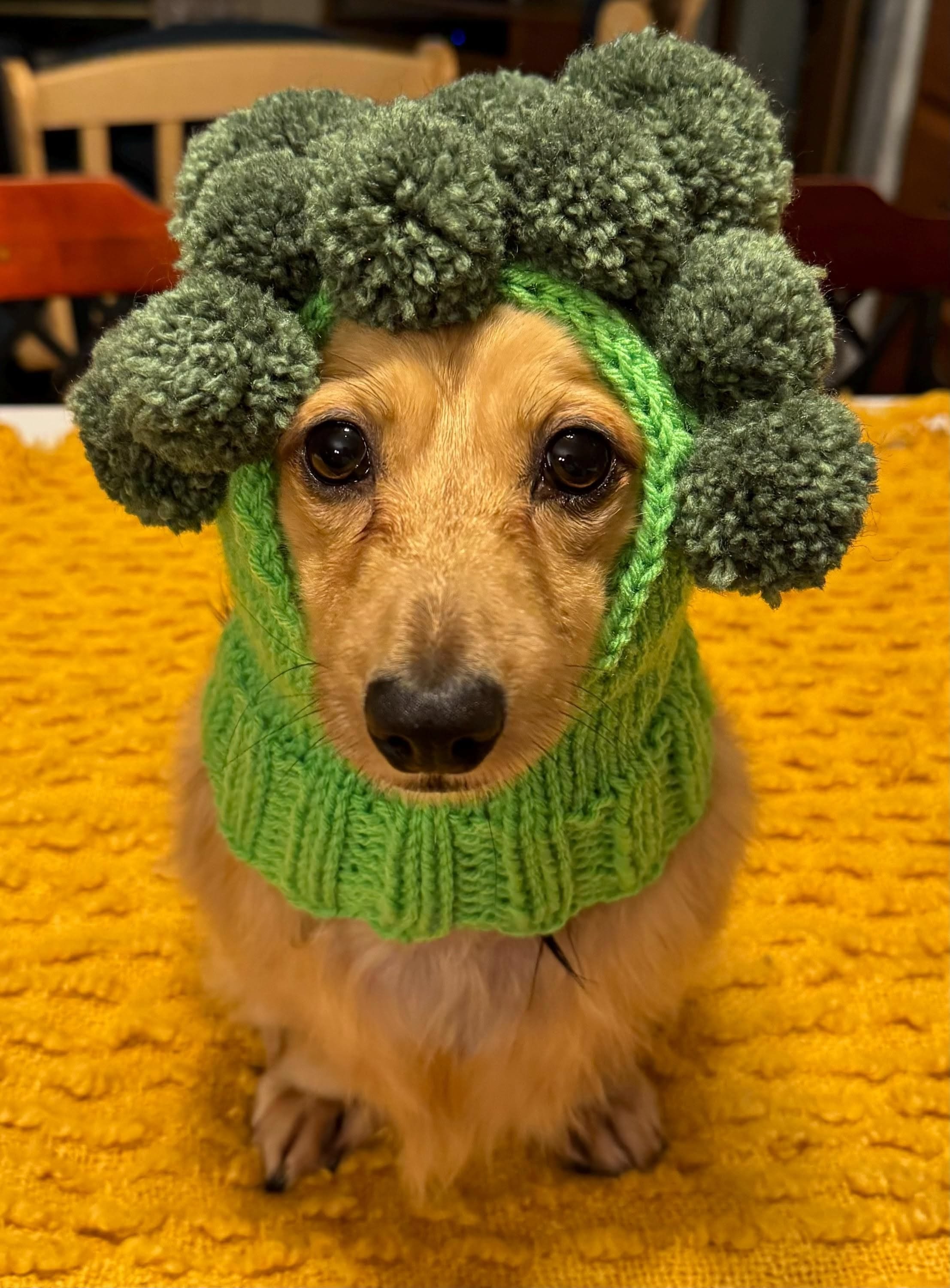 Free Crochet Cat Hat Pattern: Adorable Broccoli Design for Your Feline Friend!