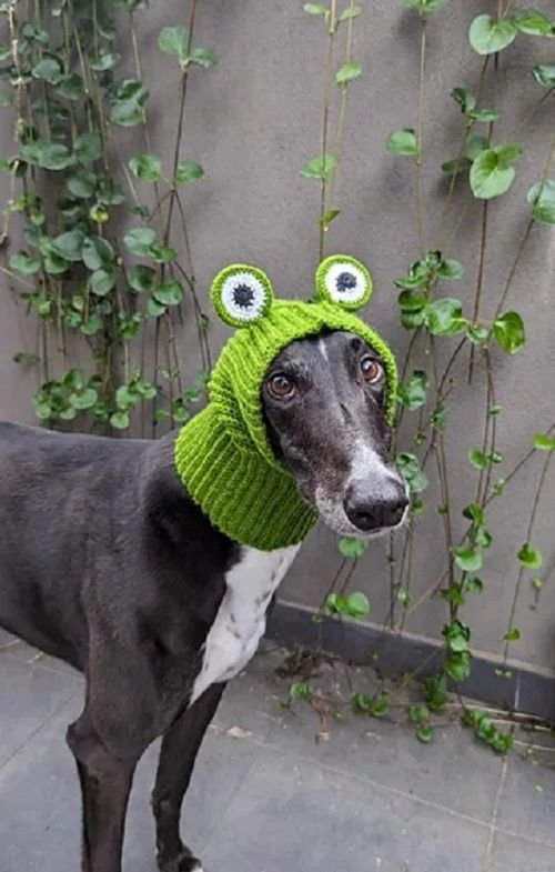 14 Crochet Dog Accessories Free Patterns