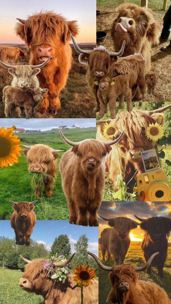 Highland cow Wallpaper