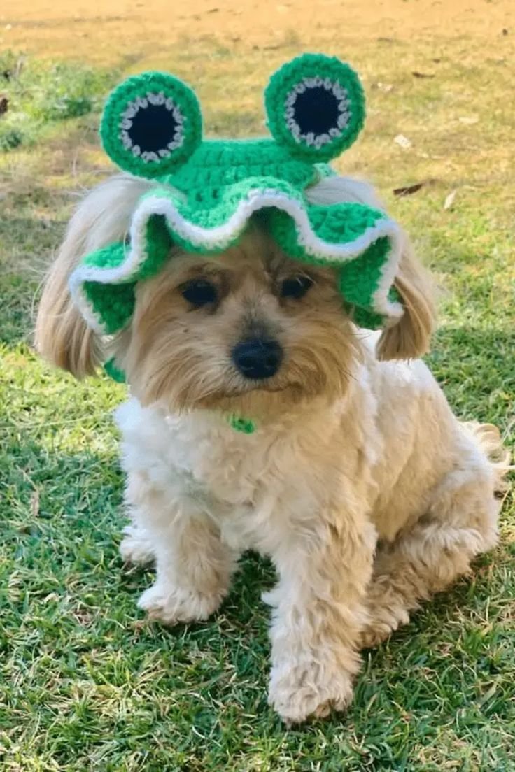 Ribbit-Ready: Crochet Frog Dog Hat - Free Pattern
