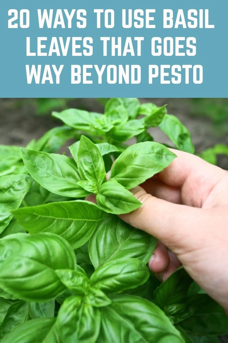 20 Clever Ways To Use Basil Leaves That Go Way Beyond Pesto