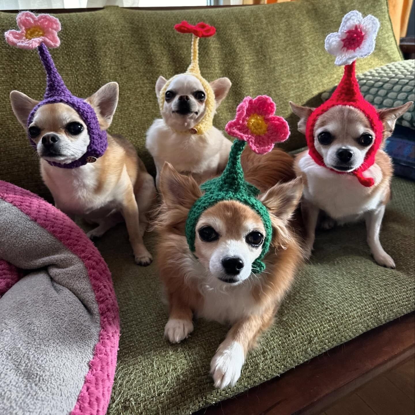 🖼️ Best Trendy Dog Clothes Patterns and using crochet pet accessories guide 2026